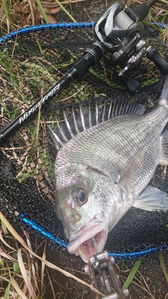 キビレの釣果