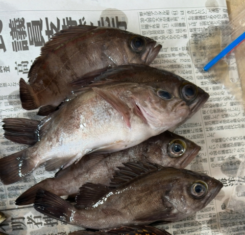 メバルの釣果