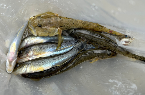 マハゼの釣果