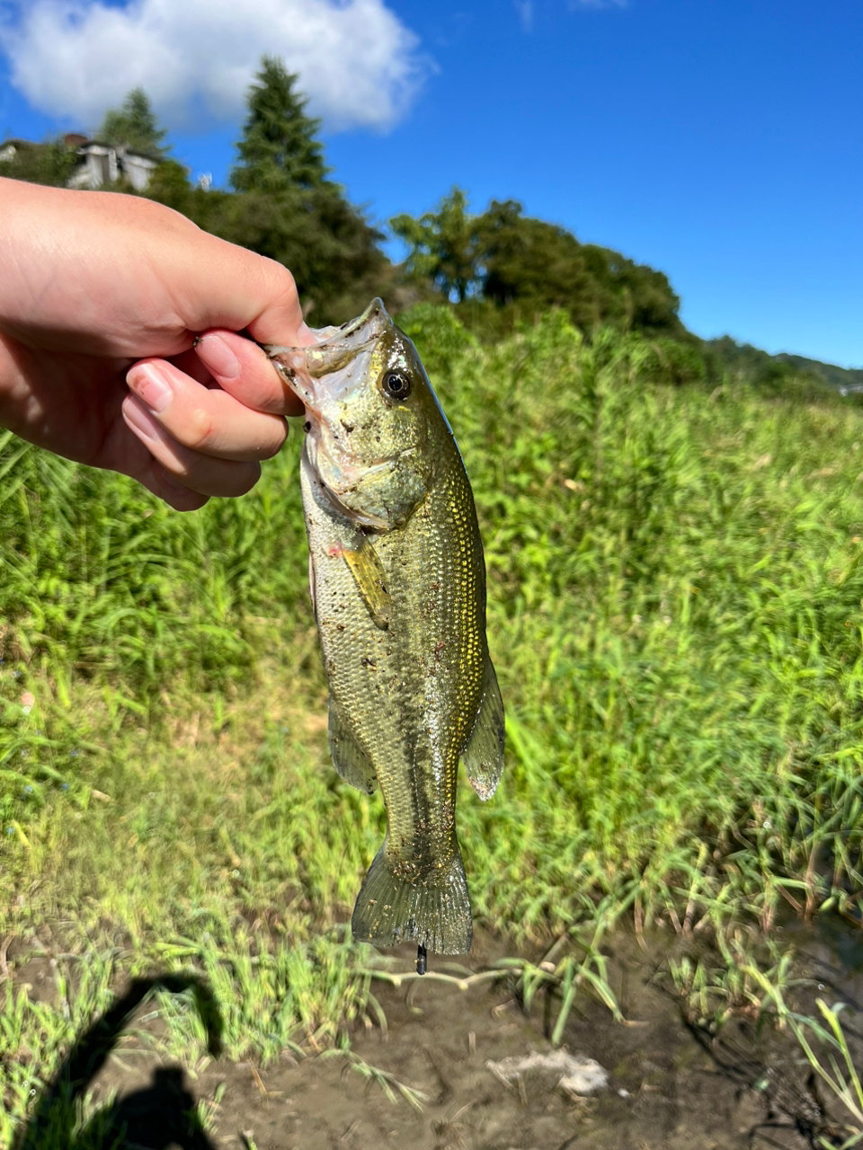 スモールマウスバス