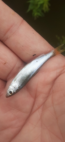 オイカワの釣果