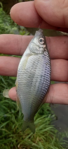 カネヒラの釣果