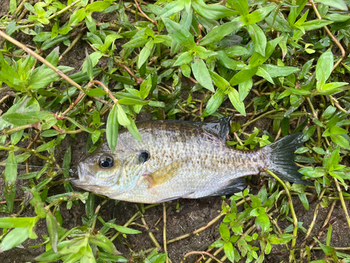 ブルーギルの釣果