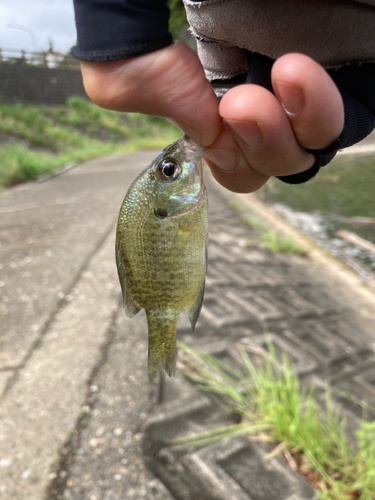 ブルーギルの釣果