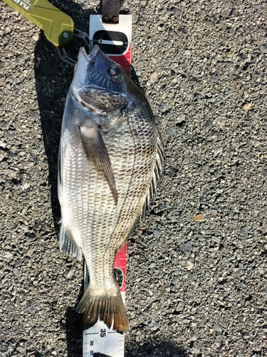 チヌの釣果