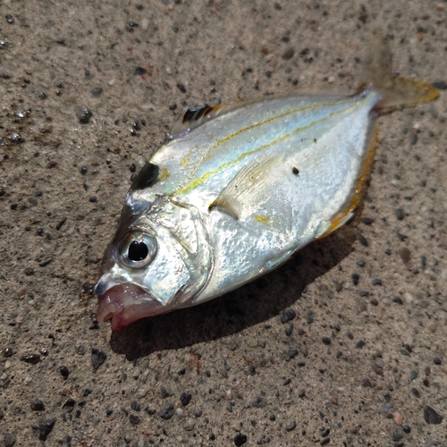 表浜名湖