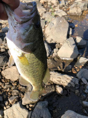 ラージマウスバスの釣果