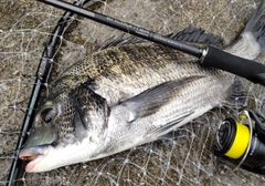 クロダイの釣果