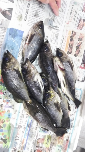 メバルの釣果