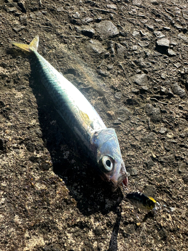 サバの釣果