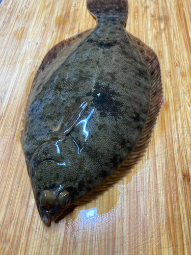 カレイの釣果