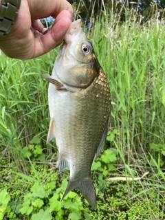 ヘラブナの釣果