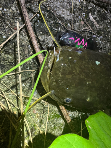 マナマズの釣果