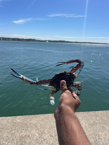 カニの釣果