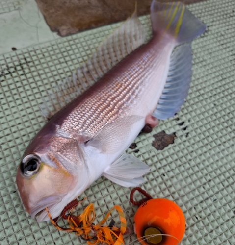 アマダイの釣果