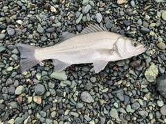 フッコ（マルスズキ）の釣果