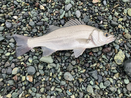 フッコ（マルスズキ）の釣果