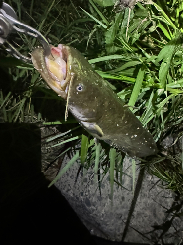 マナマズの釣果