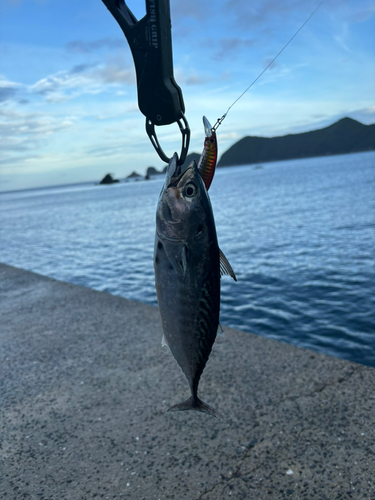 スマガツオの釣果