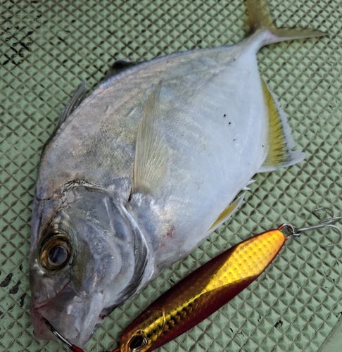 ヒラアジの釣果