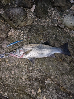 ヒラスズキの釣果