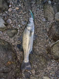 ヒラスズキの釣果