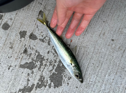 サバの釣果