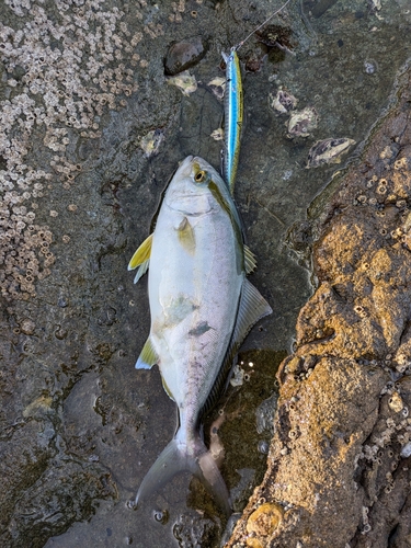 ネリゴの釣果