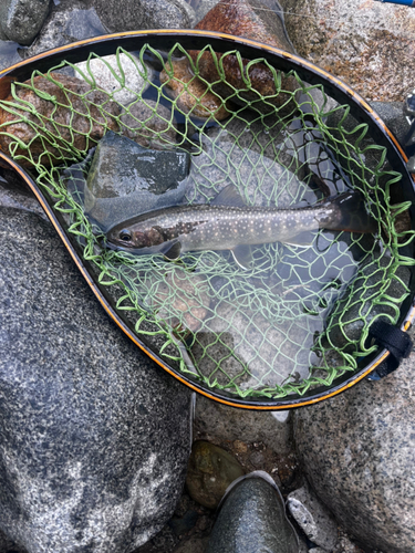 イワナの釣果