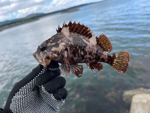 ソイの釣果