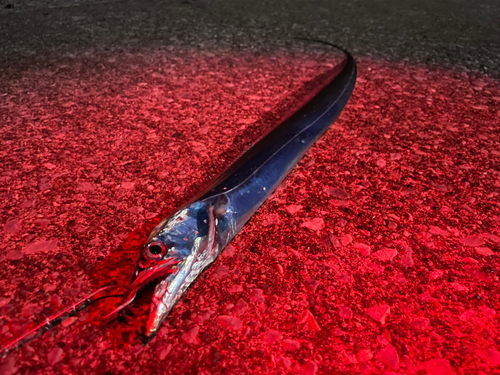 タチウオの釣果