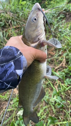 ナマズの釣果