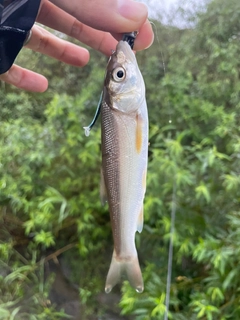 ウグイの釣果