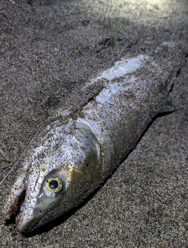 アキアジの釣果