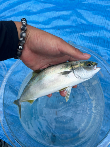 ワカシの釣果