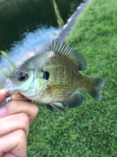 ブルーギルの釣果