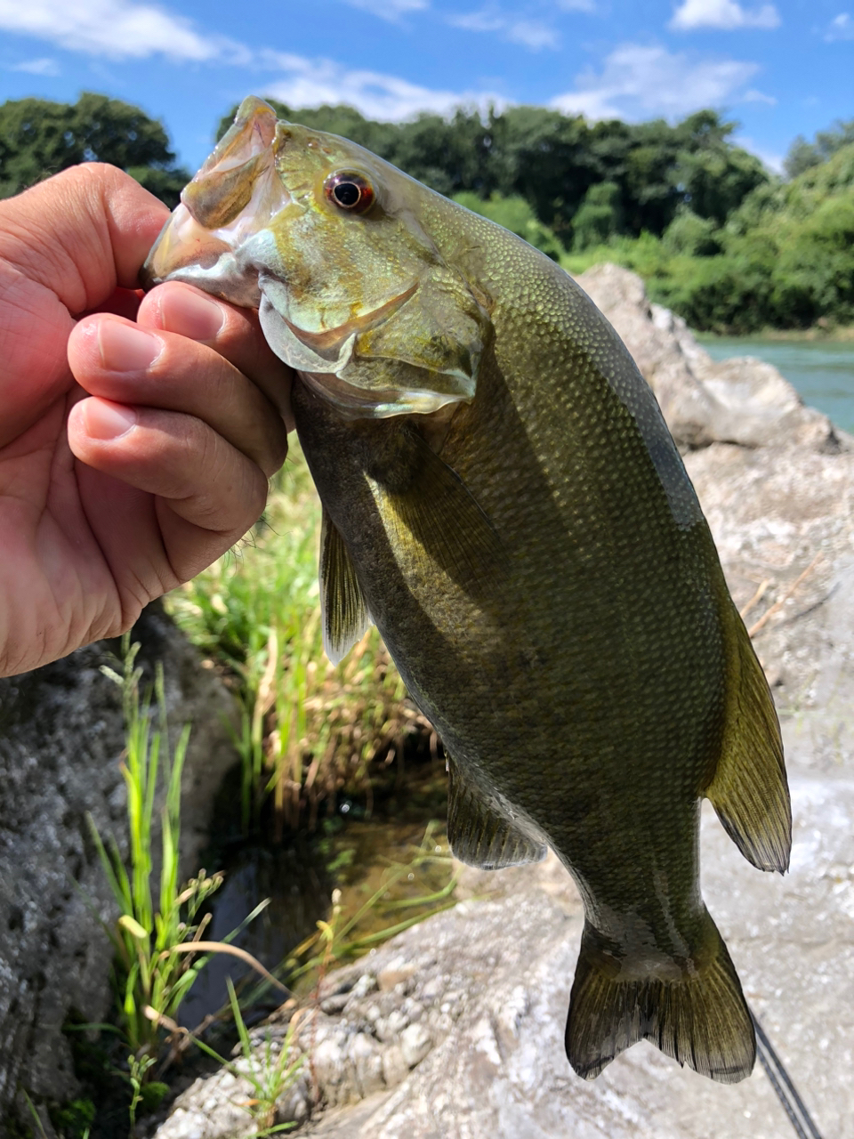 スモールマウスバス