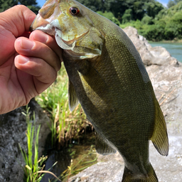 スモールマウスバス