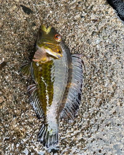 オハグロベラの釣果