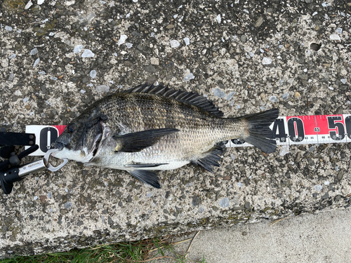 クロダイの釣果