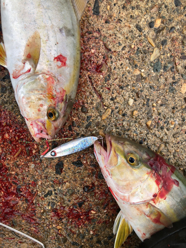 ツバスの釣果