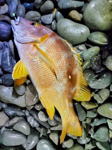 シブダイの釣果