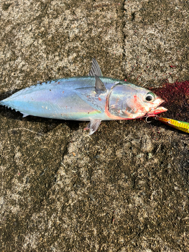 ソウダガツオの釣果