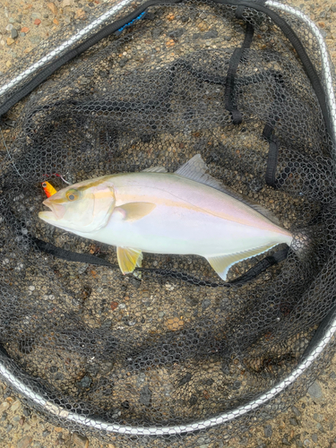 ショゴの釣果