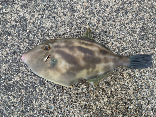 ウマヅラハギの釣果