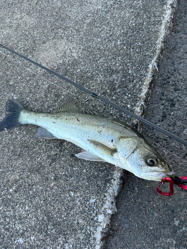 スズキの釣果