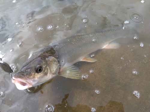 ウグイの釣果