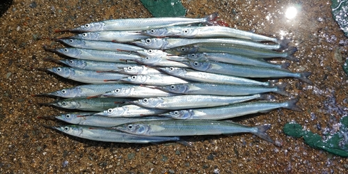 サヨリの釣果