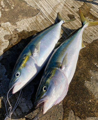 メジロの釣果