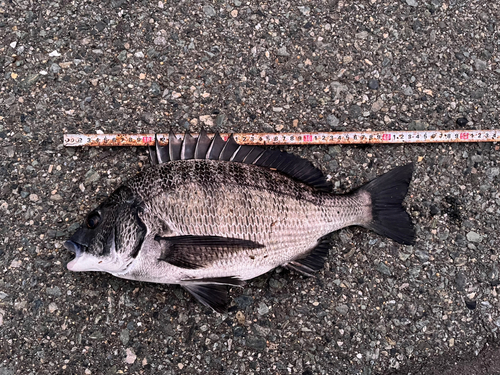 チヌの釣果